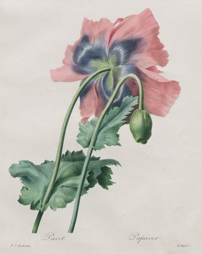 Poppy (Papaver), from Redouté by Pierre Joseph Redouté
